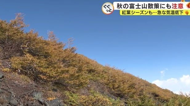 富士山5合目付近のカラマツ