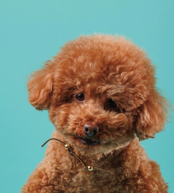 提供：Leo トイプードルさん