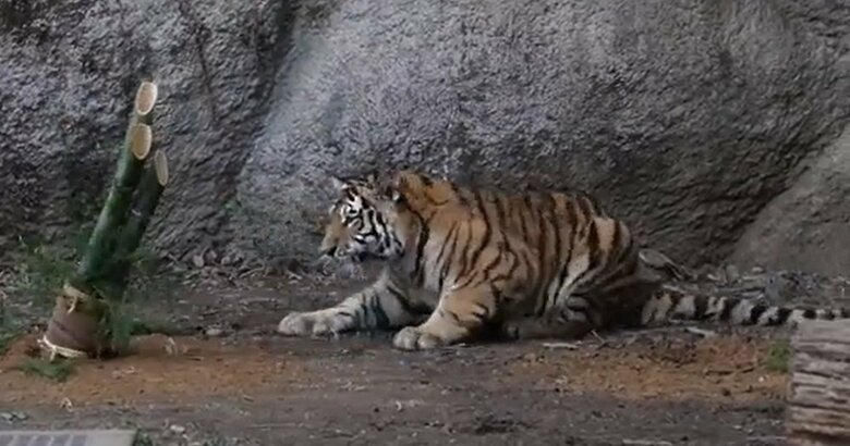 門松が動いて少しビビる