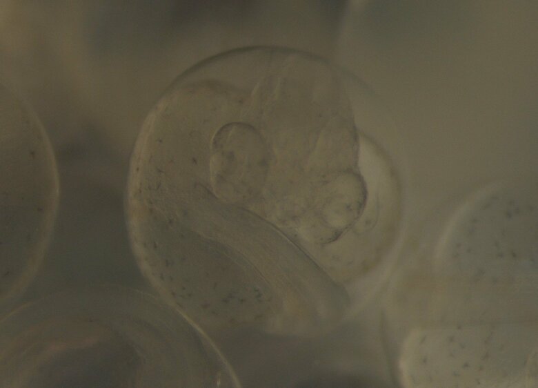 サンマ卵内発生過程5日目（画像提供：アクアマリンふくしま）