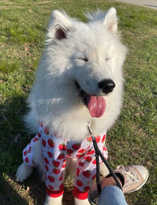 提供：ibukimama38さん