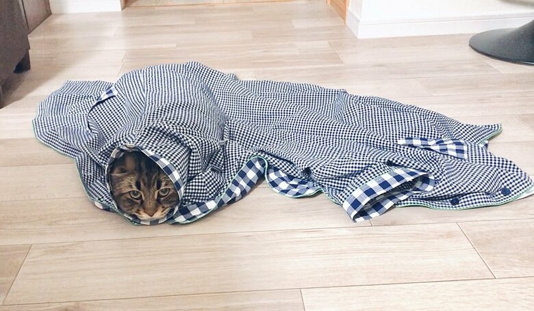 服の中