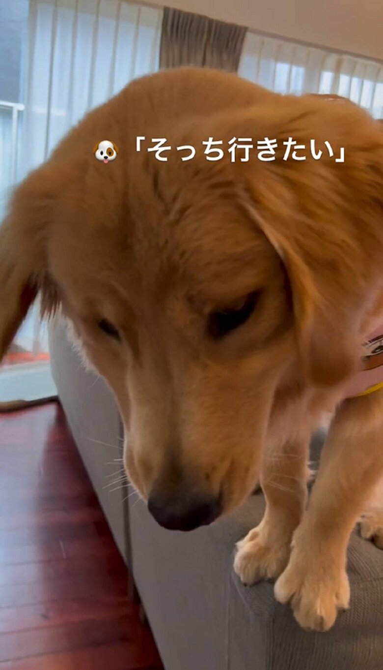 自分でのぼったくせにおろして…甘えん坊のサンちゃんだった