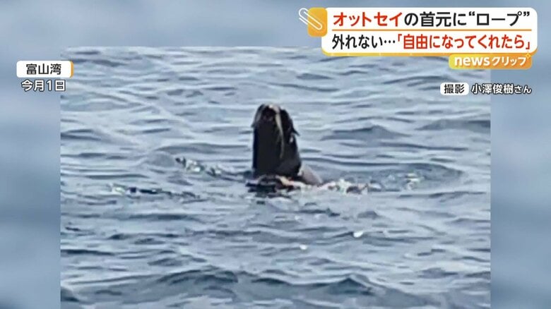 海の中から現れてくるくる回る黒い姿（1日、富山湾）