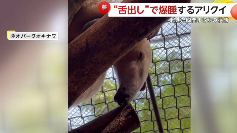 木の上で舌を出したまま、爆睡していたというゆきしおちゃん