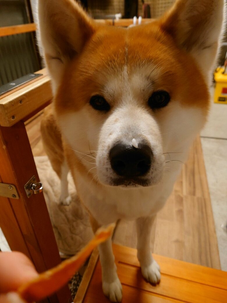 お鼻にご飯粒が…