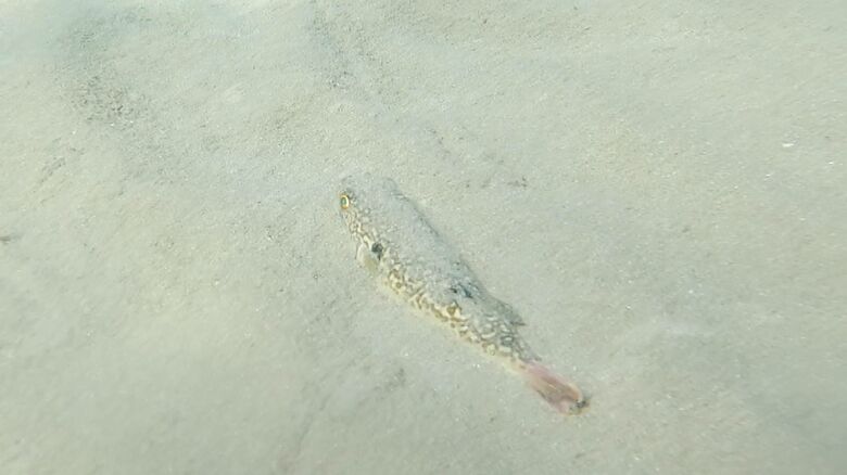 居眠りをするフグ