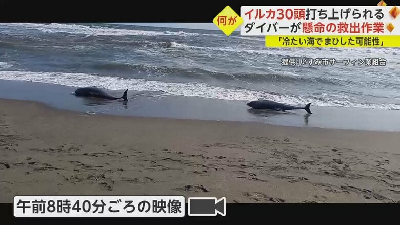 波打ち際に横たわる2頭