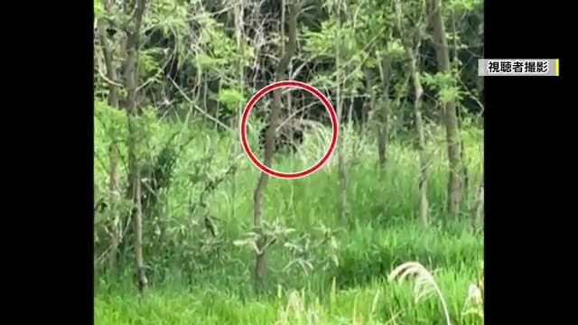 視聴者が撮影したクマ（福島市・5月15日）