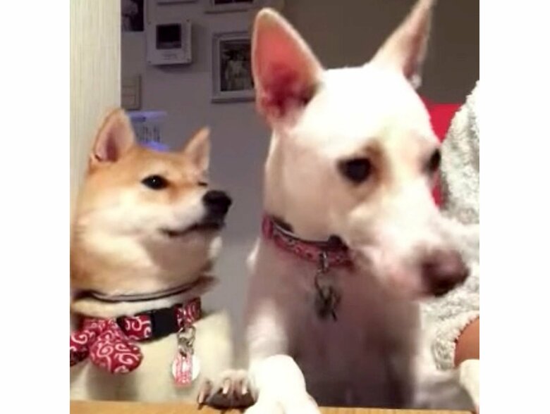 提供：柴犬ハル&雑種すずさん