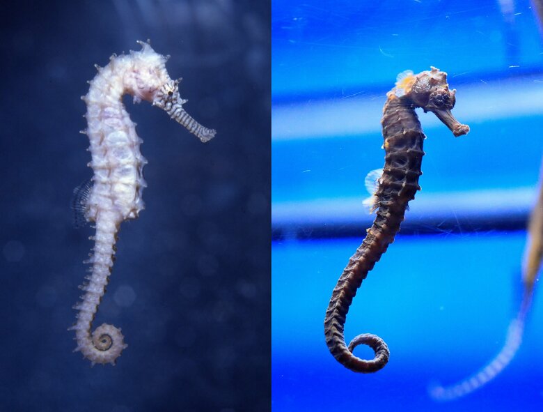 左：イバラタツ　右：オオウミウマ（提供：サンシャイン水族館）