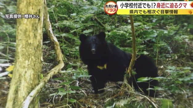 櫻井さんが遭遇したクマ