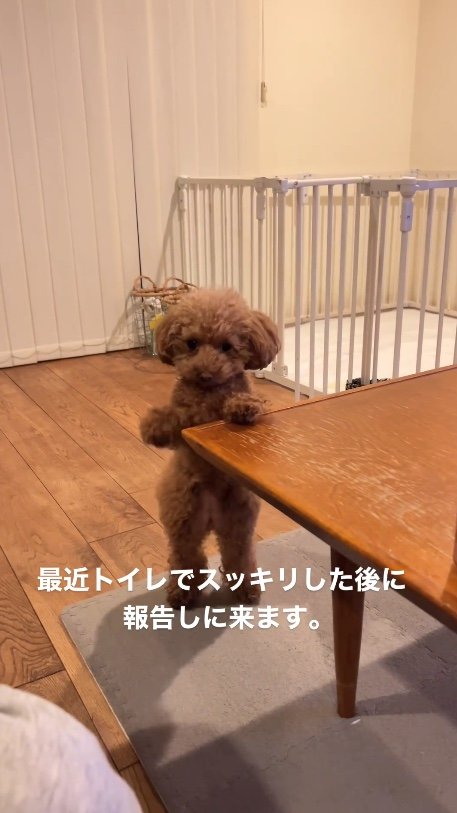 提供：トイプードル ディノセナとジュリさん