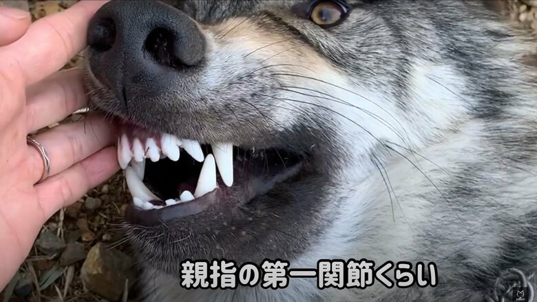 ブーリくんの牙