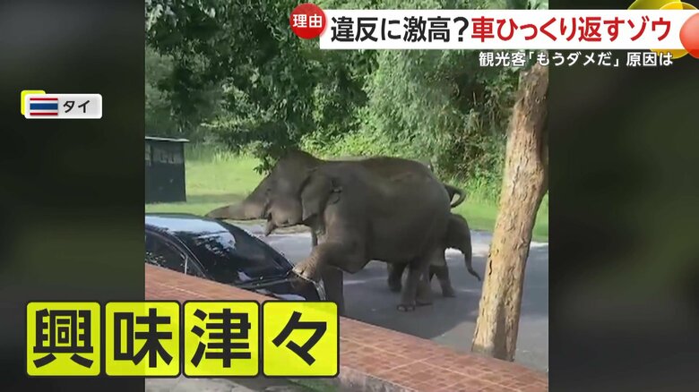 車に興味を示すゾウ（SNS）