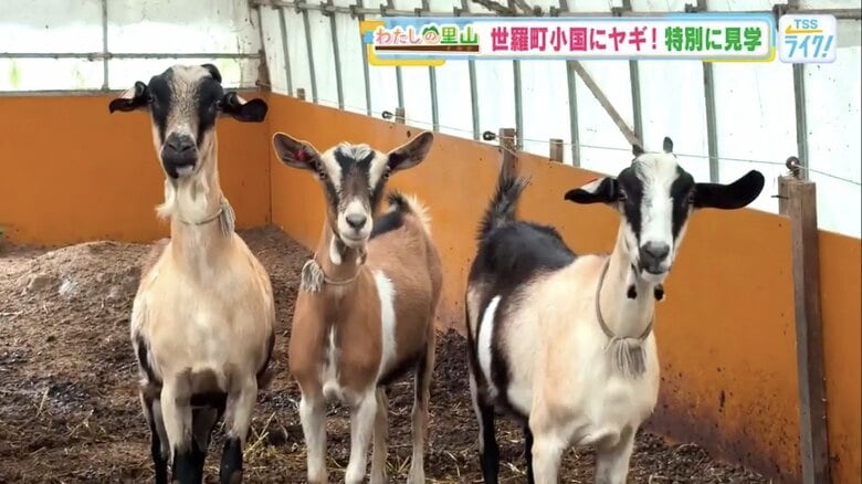 ヤギ舎にはメスのヤギが16頭