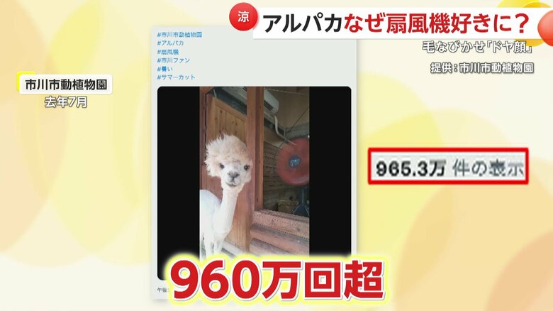動画は960万回も再生された（提供：市川市動植物園）
