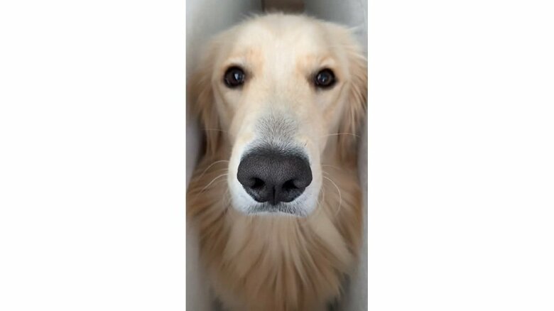 キュルキュル顔で見上げてくる