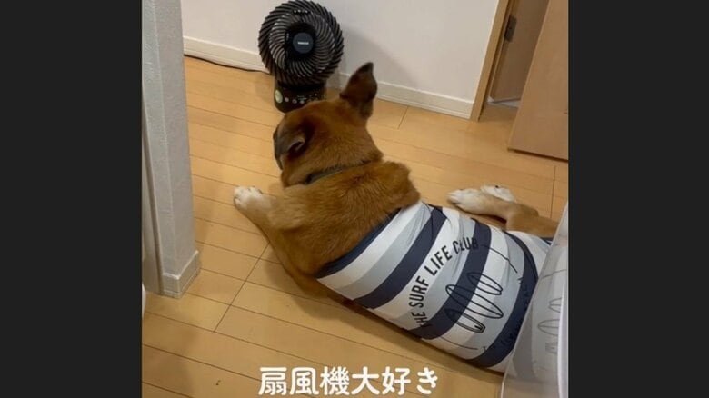 夏は扇風機の前に居ることが多い