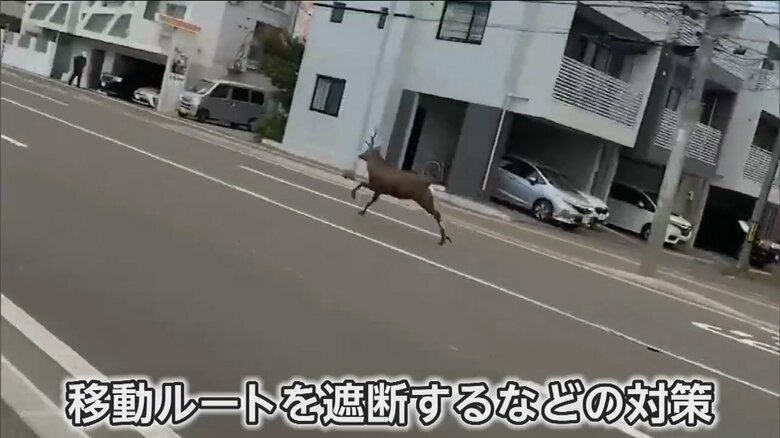道路を走り抜けるシカ