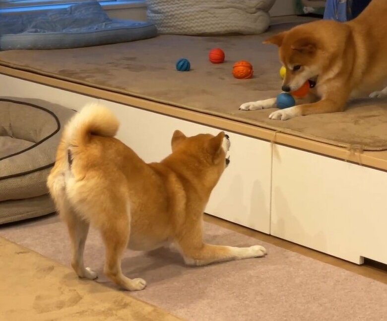 成長後の様子。おもちゃがほしいわさびくんと、それをブロックするもずくくん