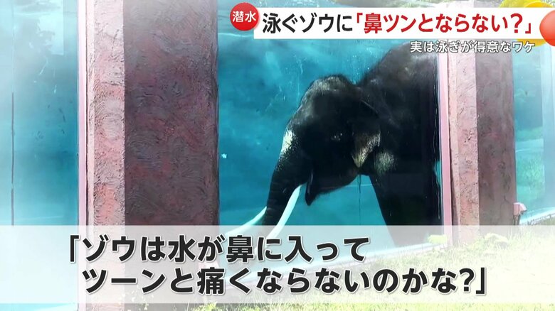 「ゾウは水が鼻に入ってツーンと痛くならないのかな？」と素朴なギモンを持った人もいたSNS
