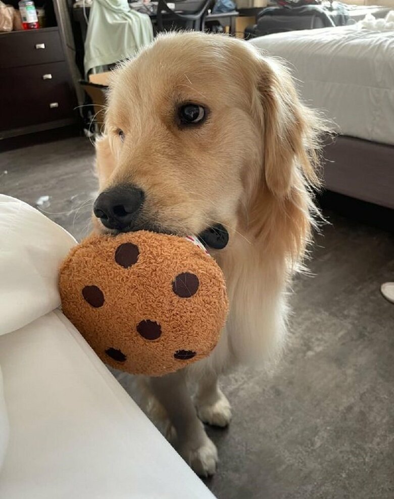 「こっちを見て」ぬいぐるみを持ってきて甘える