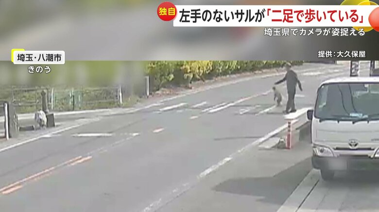 横断歩道を渡るサル