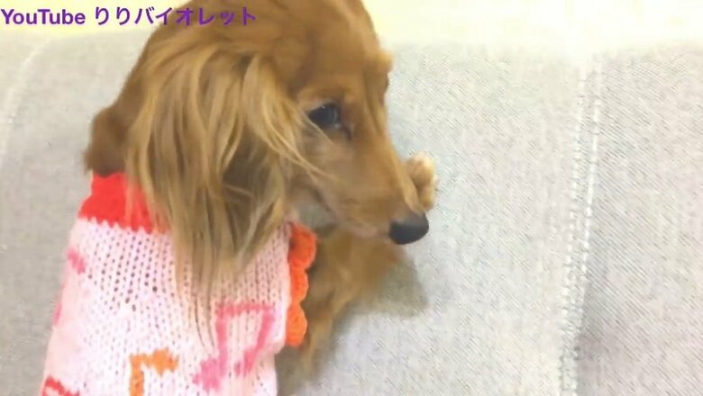 飼い主さんの「たいくん（隊長くん）にごめんなさいして」という言葉に顔を上げる