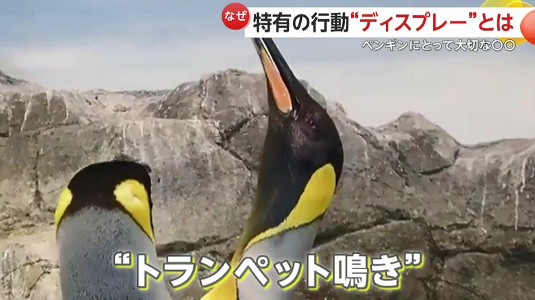 トランペット鳴きをするペンギン（映像提供：長崎ペンギン水族館）