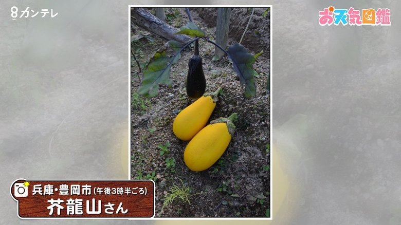 【お天気図鑑】「この野菜は何でしょう?」(兵庫・豊岡市)