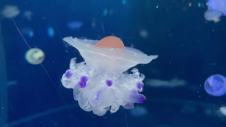 （提供：新江ノ島水族館）