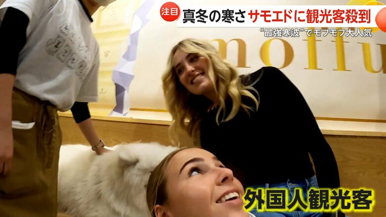 外国人観光客に特に人気のサモエド