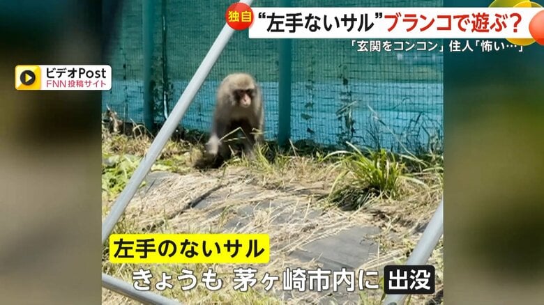 家を訪ねてきた左手のないサル（5日、茅ヶ崎市内）