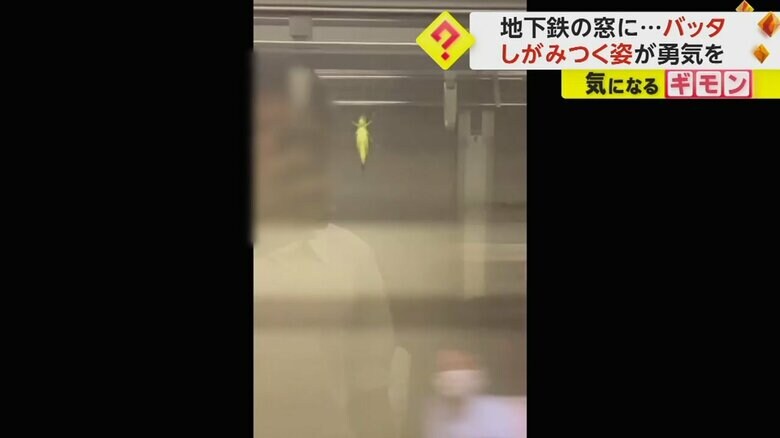 東京メトロ・有楽町線の車内でバッタを撮影する人物が窓に映っている
