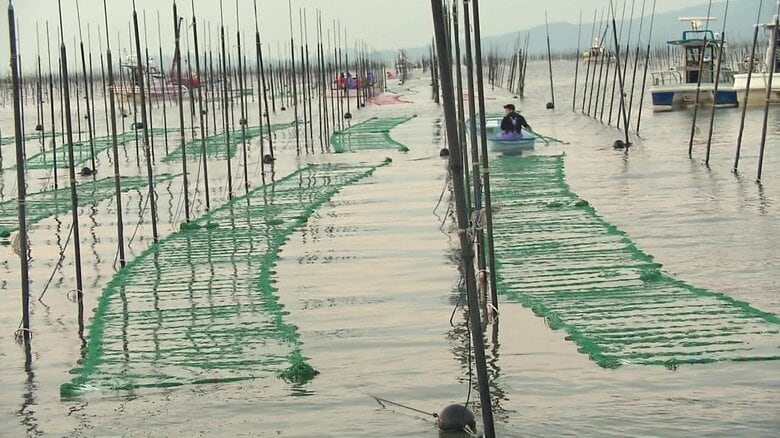 ノリ網の張り込み（有明海・佐賀）