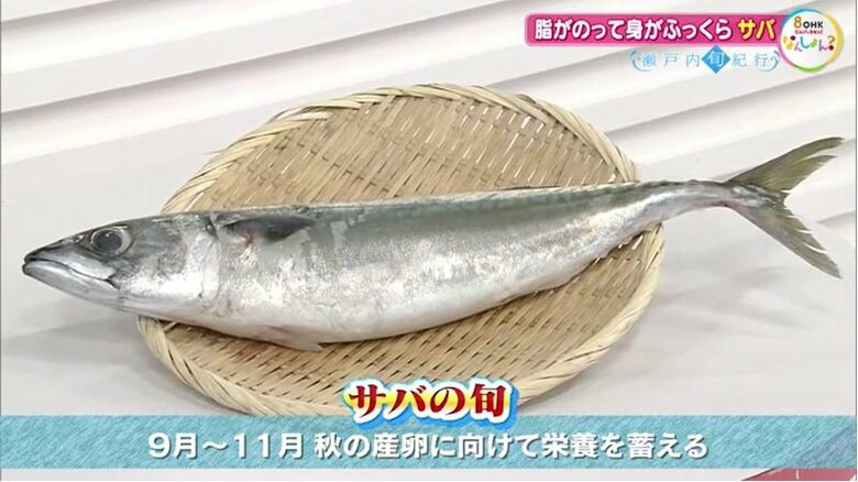 サバの旬は・・・