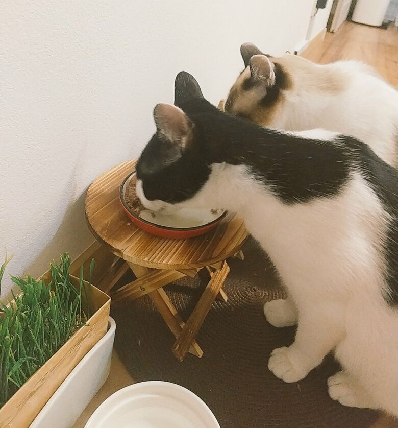 提供：かふぇらてさん