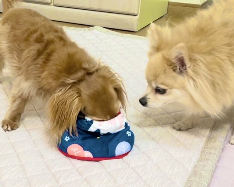 おもちゃに顔を突っ込む理事長ちゃん