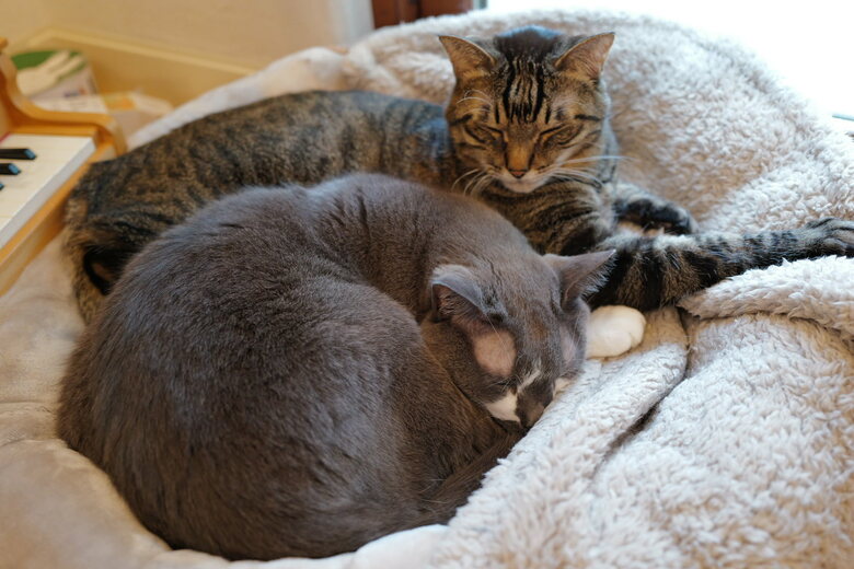 シマシマくんに見守られるどろぼうひげくん