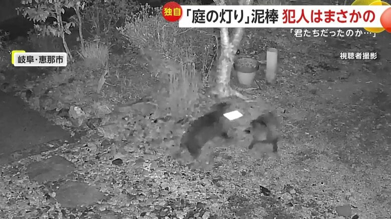 ライトを口でくわえて逃げ去っていったタヌキ