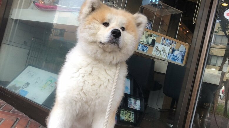 飼い主さんの仕事場