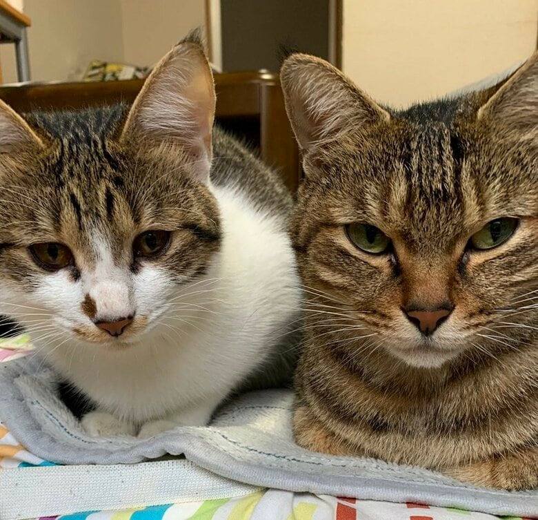 左：ミミちゃん　右：のらくん