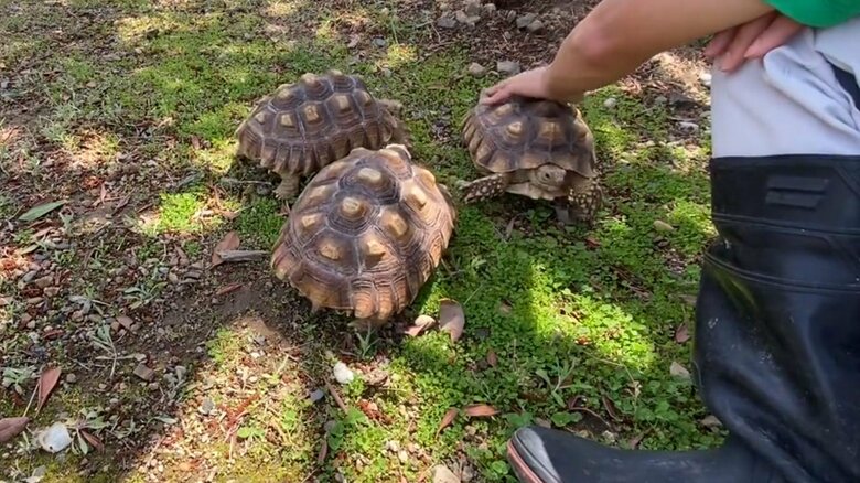 なでなでのために集合するカメたち