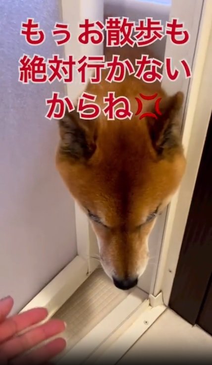 お風呂場から顔だけ出して悔しそうなロックくん