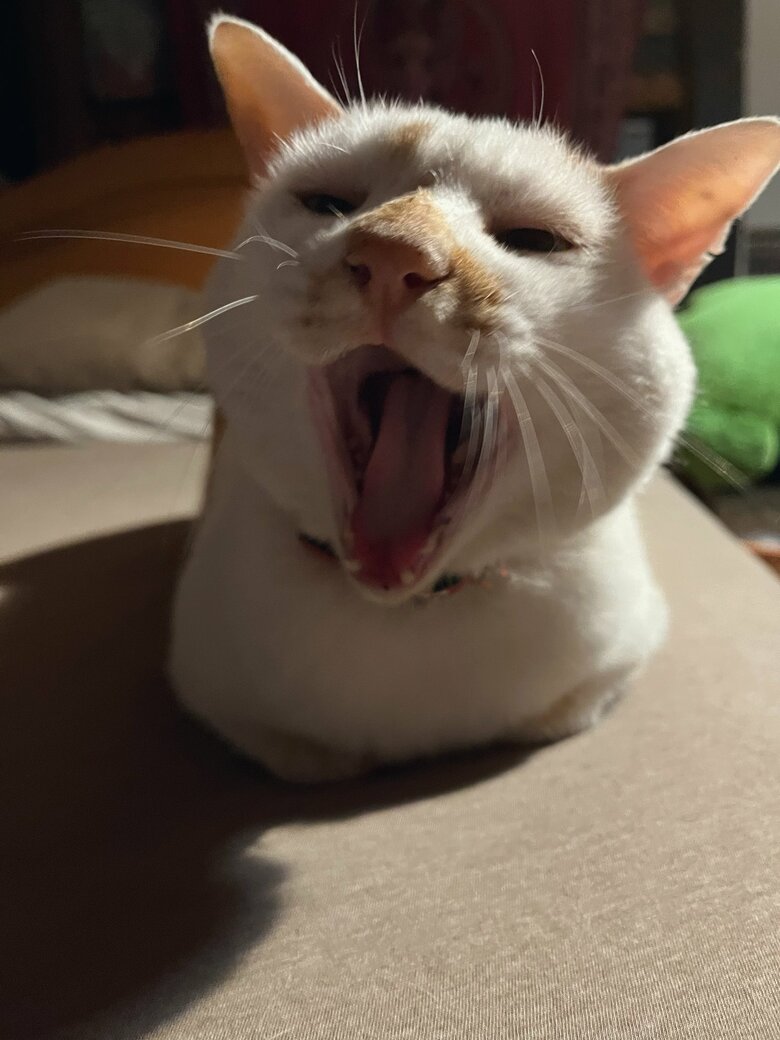 大あくび？