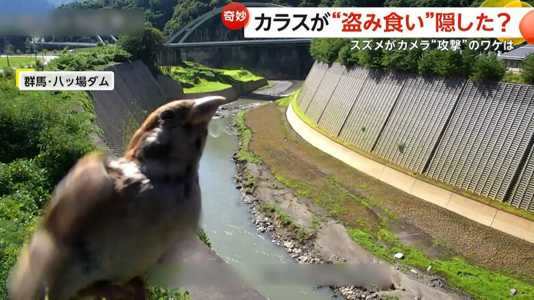 ダムを映すカメラにスズメが突撃してくる一部始終⑤