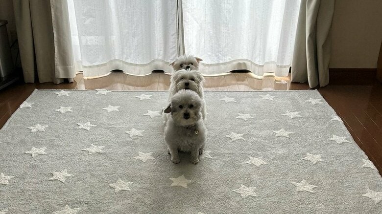 親子で1列に整列！（前からココちゃん、ひまわりさん、ハルくん）