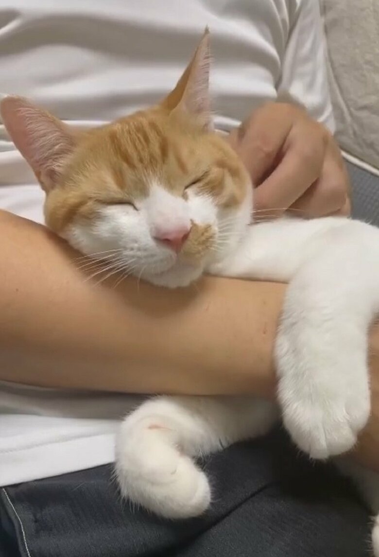 飼い主さんの旦那さんの腕の中でウットリ