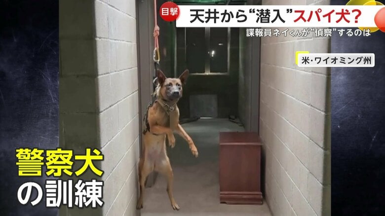 スパイのように天井から降下訓練を行う警察犬